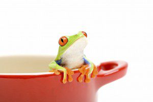 frog looking out of cooking pot for help. a red-eyed tree frog (Agalychnis callidryas), closeup isolated on white